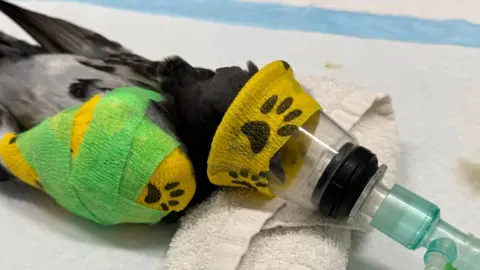 A bird taking an oxygen tube.