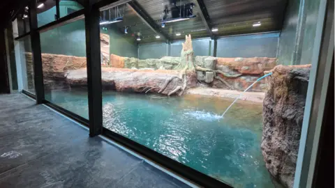 Bristol Zoo Project A view of Bristol zoo's new crocodile tank taken from the other side of safety glass and showing a pool being filled with clear blue water and an artificial landscape in the background with fake rocks and trees.