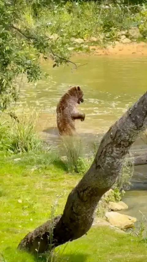 A brown bear stands upright in water. 
