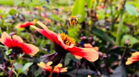 A bumblebee lands on a red and yellow flower, with other plants and flowers in the background.