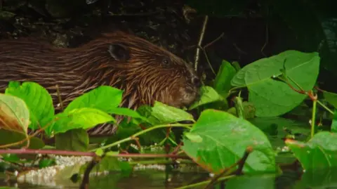 Iolo's River Valleys Wild beaver on the banks of the river dovey, surrounded by leaves