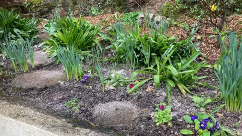 A raised flower bed with a grey powder scattered among the plants