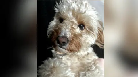 Emily Rose O'Brien Close up of Alba the dog.