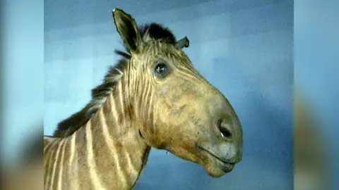 There are just seven quagga skeletons in the world - making it the planet's rarest