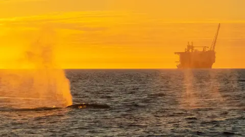 Thor Due/Natur og Ungdom Whales and the Goliat oil rig, 2018