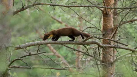 Mark Hamblin pine marten