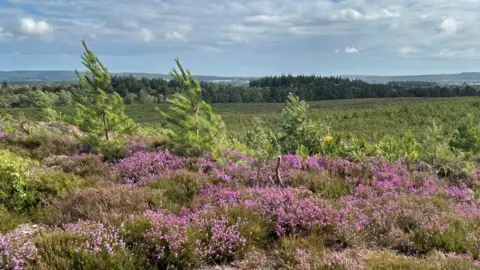 Rachel Martin Heather at Hyde's Heath