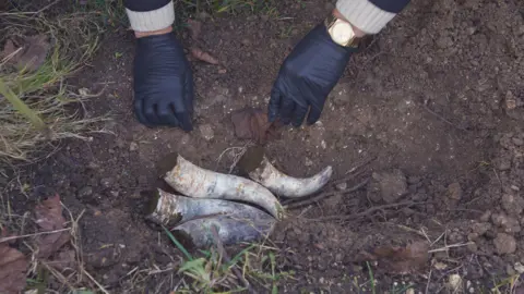 A pair of hands, with gloves worn, burying four cow horns into the ground.