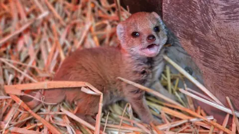 Curraghs Wildlife Park Baby yellow mongoose, in straw
