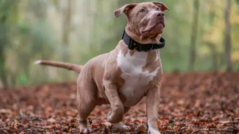 Damien Platt/Getty Images American XL bully