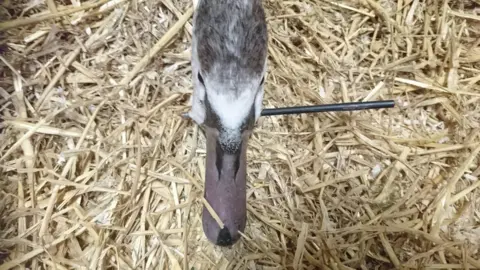 RSPCA Swan