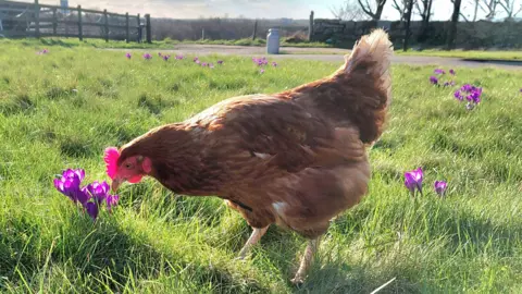 A brown hen walking through a grassy field dotted with purple crocus flowers. A fence and trees stand in the background beneath a partly cloudy sky.