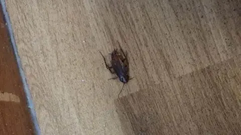 Supplied A dead bedbug laying on laminated flooring