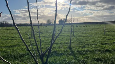 A fruit tree sapling surrounded by pasture