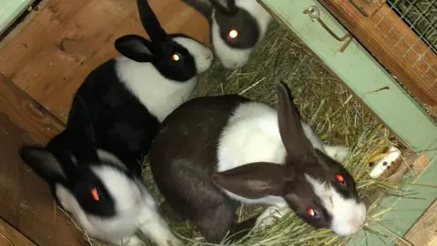 North Yorkshire Police Rabbits found in Thirsk