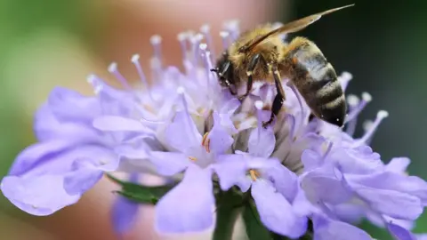 a honey bee collecting nectar