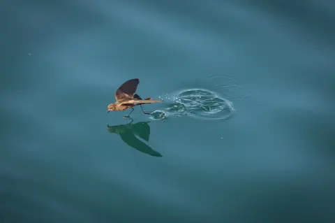 McKenna Paulley/ Galapagos Conservation Trust A storm petrel walking on water