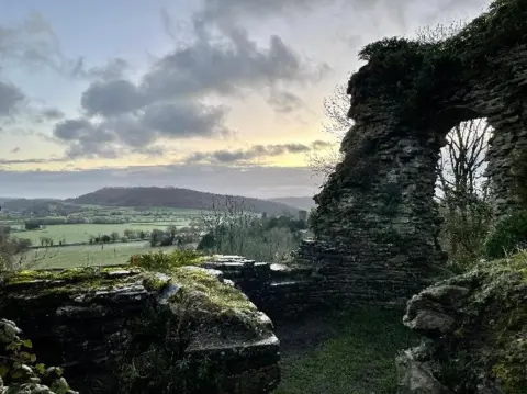 Harry the Springer Wigmore