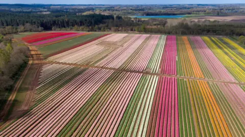 A drone image of a field of tulips which appear as candy-striped lines of red, pink, green, yellow and orange.