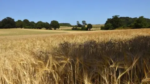 Suffolk farmland