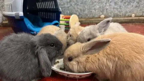 Five baby rabbits around a bowl, with a blue and grey pet carrier in the background. Three of the bunnies are ginger, the one on the left is dark grey and  a light grey one on the right.