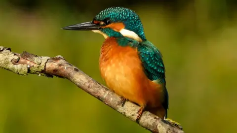 WWT Kingfishers