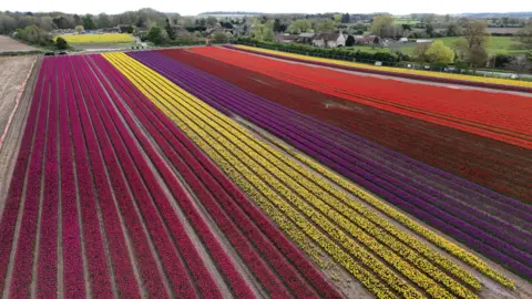 Shaun Whitmore/BBC Long rows of pink, yellow, purple, burgundy and red tulips.