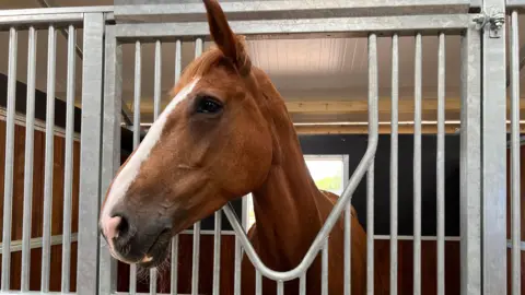 A horse looking out from a stable stall with metal bars and wooden panels.
