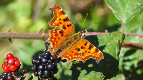A picture of a comma butterfly, which is orange, brown and yellow, sat on berries in a bush.