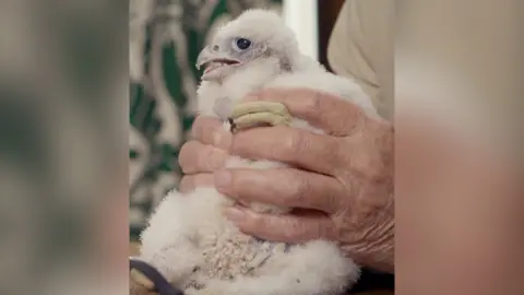 A pair of hands holds a fluffy white peregrine falcon chick