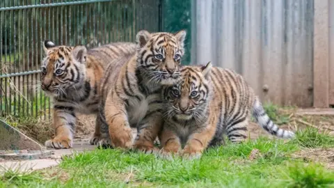West Midlands Safari Park Three tiger cubs are walking together. There are railings on the left of the photo and grass in front of them. One of the tigers is on a paved area, with the other two on the grass.