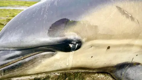 Helen Beattie The dolphins were showing signs of eye damage after being stranded
