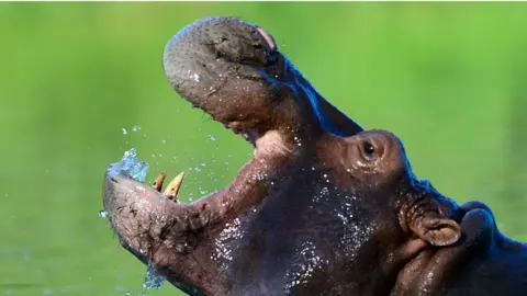 Getty Images A hippo seen near Hacienda Napoles in 2016
