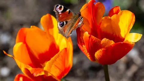 DARLOMUR A peacock butterfly resting in the sun on two orange tulips in Darlington.