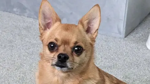 A picture of a Chihuahua in a living room with a grey carpet.