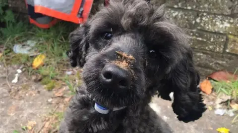 MWWFS Jock the poodle was saved by firefighters after getting trapped under a building