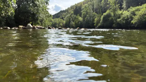 A close-up image in the river, with trees on the left and right at the top of the photo, with part of the sky at the top in the middle.