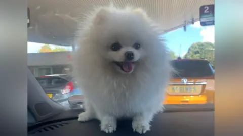 A white pomeranian with fur brushed outwards, looking at the camera with her tongue hanging out of her mouth. She is sitting on the dashboard of a car and houses are visible through the front window.