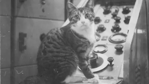 Tosca sits on top of telecommunications equipment inside the tunnels beneath Dover Castle. Behind the cat are racks of switches, cables and control panels used in the communications centre.