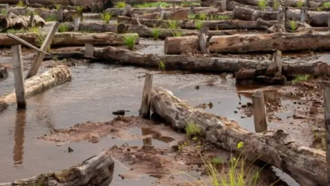 National Trust New flora on the River Aller