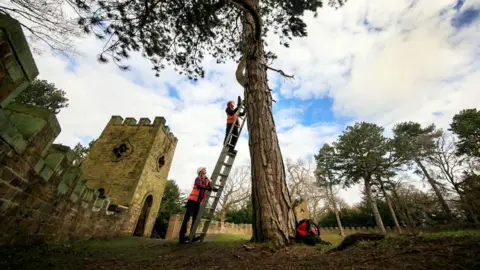 PA Media A worker installs bat boxes near the site of the castle