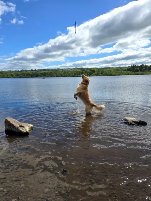 Dave Baird A golden retriever dog jumps in the air in a river trying to catch a stick.
