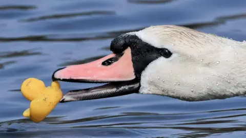 David Crawford A swan plays with a yellow toy duck in a loch - it is holding the toy in it's beak.