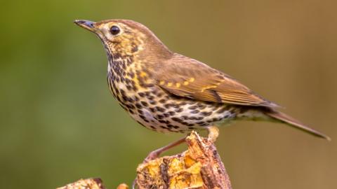 Nature's language is being hijacked by technology - BBC News