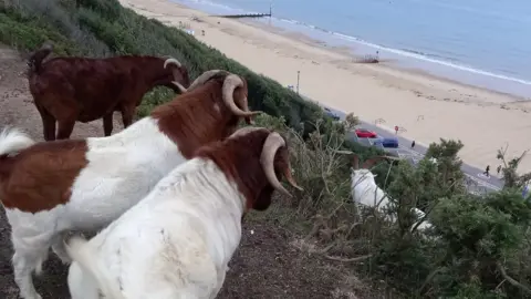 Bournemouth Goats Bournemouth clifftop goat