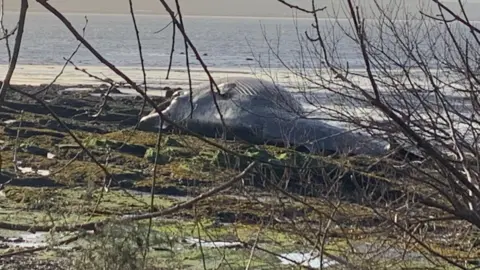BBC The whale was found near the village of Culross