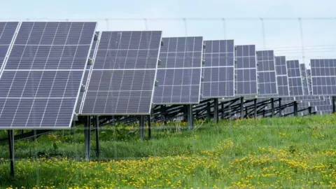 Getty Images A generic picture of rows of solar panels set up in a field. There are small yellow buttercups sprouting in the grass, and the sky is a faint blue.