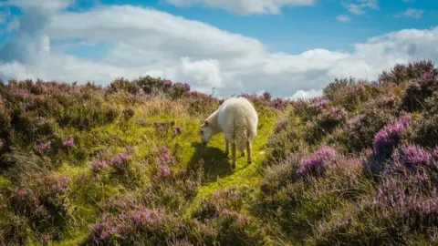 Lauren Iles A sheep at the Keeper's Pond, Blaenavon