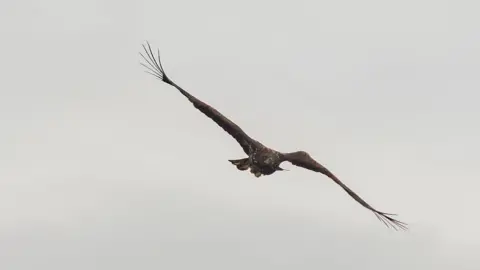 Ashley James An injured juvenile white-tailed eagle takes flight - with a visible bulge in its left wing