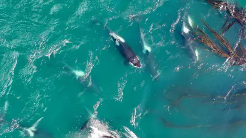Center for Whale Research, NMFS Permit 27038 An aerial view of a group of orcas swimming close to a forest of brown kelp in turquoise blue, North Pacific Waters.